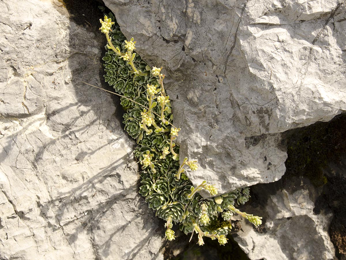 Saxifraga paniculata